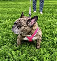 Cruella, a female French Bulldog for sale in Rockford, IL – 3 of 4