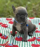 Jet blue , a male French Bulldog for sale in Rockford, IL – 2 of 2