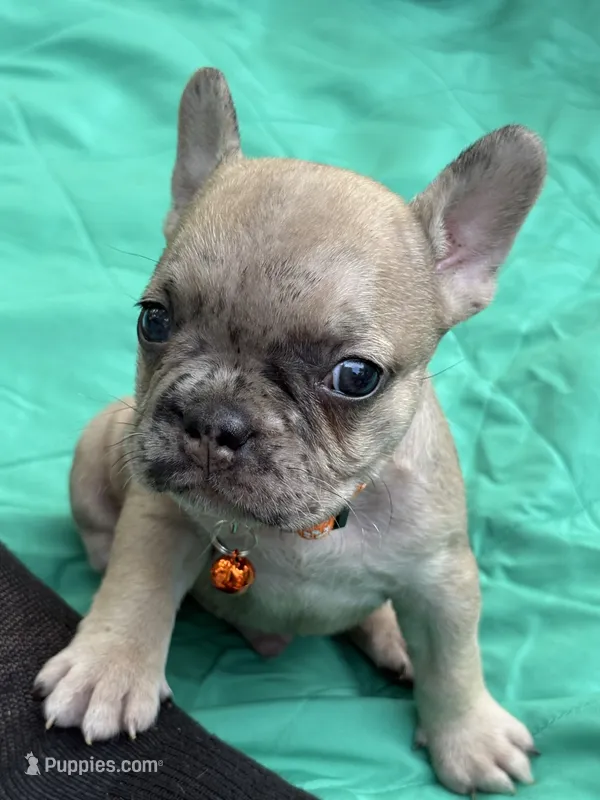 Giorgi – French Bulldog puppy for sale in Rockford, IL