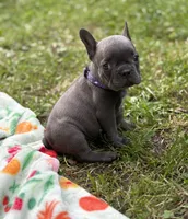 WILLOW, a female French Bulldog for sale in Rockford, IL – 3 of 4