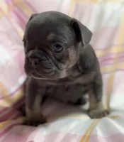 CHERRY, a female French Bulldog for sale in Rockford, IL – 4 of 4