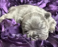 CHERRY, a female French Bulldog for sale in Rockford, IL – 3 of 8