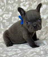 Brutus , a male French Bulldog for sale in Rockford, IL – 1 of 8