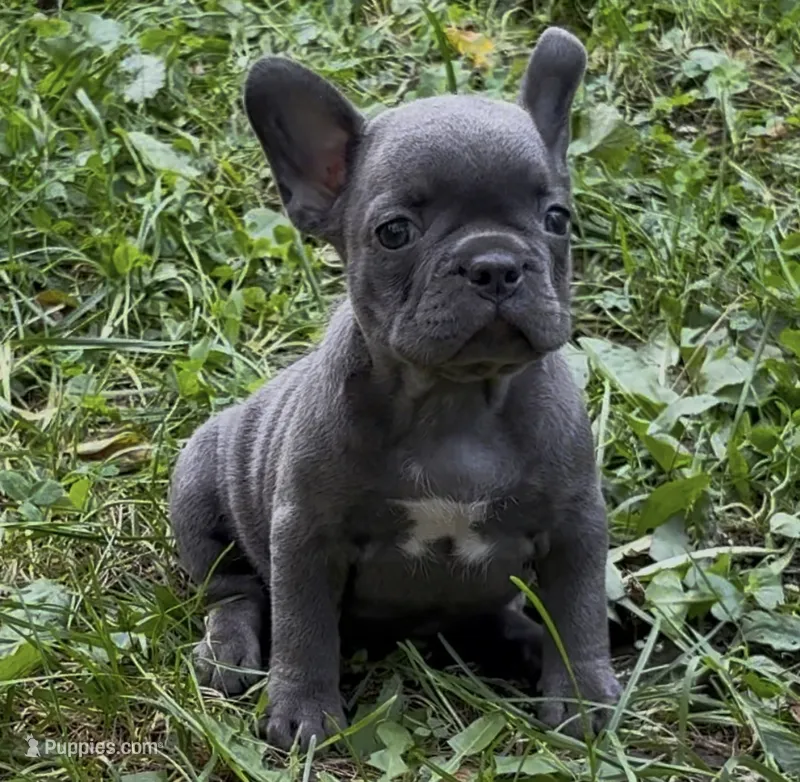WILLOW – French Bulldog puppy for sale in Rockford, IL