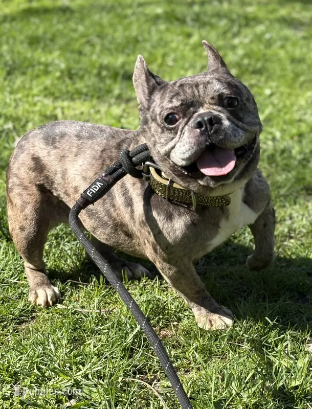 Cruella  – French Bulldog puppy for sale in Rockford, IL