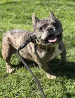 Cruella , a female French Bulldog for sale in Rockford, IL – 1 of 7