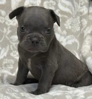 Bruno, a male French Bulldog for sale in Rockford, IL – 3 of 5