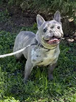 MISHA , a female French Bulldog for sale in Rockford, IL – 4 of 9