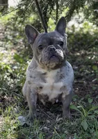 Misha, a female French Bulldog for sale in Rockford, IL – 3 of 8