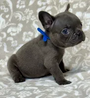 Brutus , a male French Bulldog for sale in Rockford, IL – 2 of 8