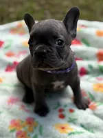 WILLOW, a female French Bulldog for sale in Rockford, IL – 2 of 4