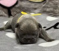 Sammy, a male French Bulldog for sale in Rockford, IL – 7 of 7
