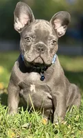 BRUTUS, a male French Bulldog for sale in Rockford, IL – 3 of 4