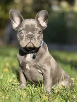 BRUTUS, a male French Bulldog for sale in Rockford, IL – 4 of 4