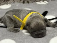 Sammy, a male French Bulldog for sale in Rockford, IL – 1 of 7