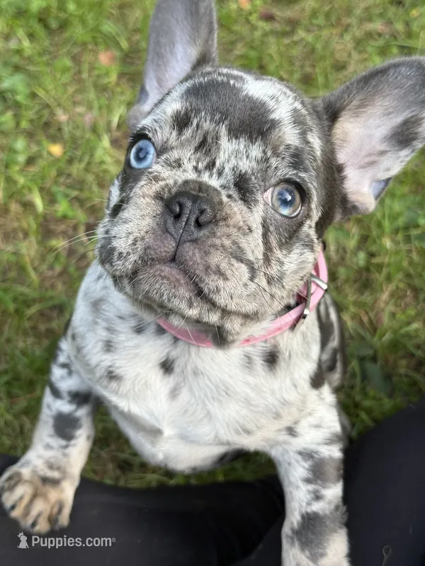 CHANEL – French Bulldog puppy for sale in Rockford, IL