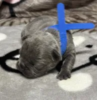 Brutus , a male French Bulldog for sale in Rockford, IL – 5 of 7