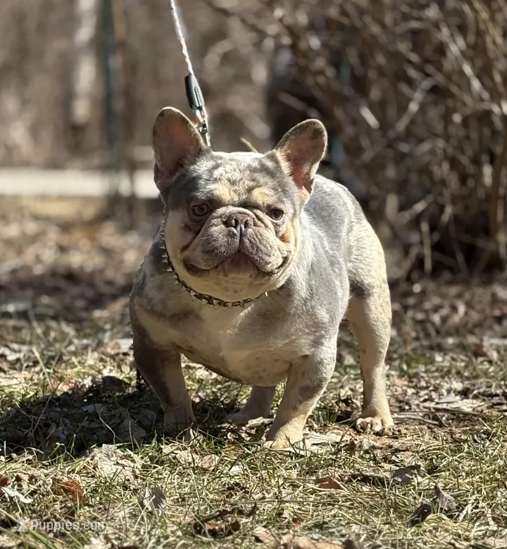 BUDDY – French Bulldog puppy for sale in Rockford, IL