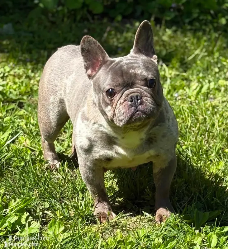 MISHA – French Bulldog puppy for sale in Rockford, IL
