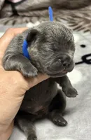 Brutus , a male French Bulldog for sale in Rockford, IL – 7 of 7