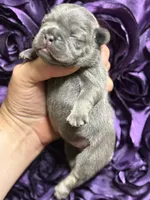 CHERRY, a female French Bulldog for sale in Rockford, IL – 7 of 8