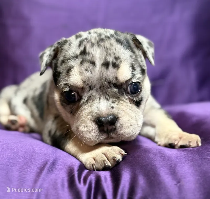 Mindy – English Bulldog puppy for sale in Rockford, IL