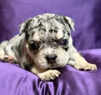 Mindy, a female English Bulldog for sale in Rockford, IL – 1 of 5