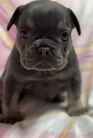 CHERRY, a female French Bulldog for sale in Rockford, IL – 2 of 4