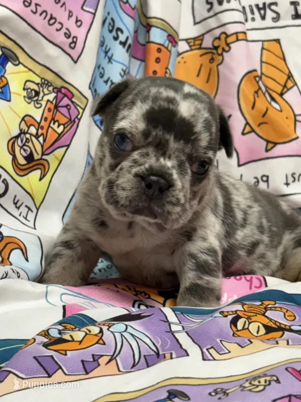 CHANEL – French Bulldog puppy for sale in Rockford, IL