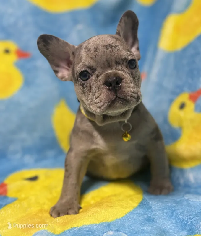 Giovanni  – French Bulldog puppy for sale in Rockford, IL