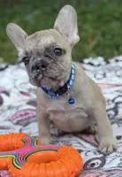 Giorgi, a male French Bulldog for sale in Rockford, IL – 3 of 3