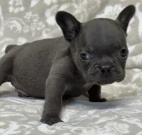 Brutus , a male French Bulldog for sale in Rockford, IL – 5 of 8