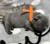 Little Neo, a male French Bulldog for sale in Rockford, IL – 5 of 7