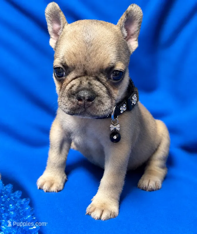 Giorgi – French Bulldog puppy for sale in Rockford, IL