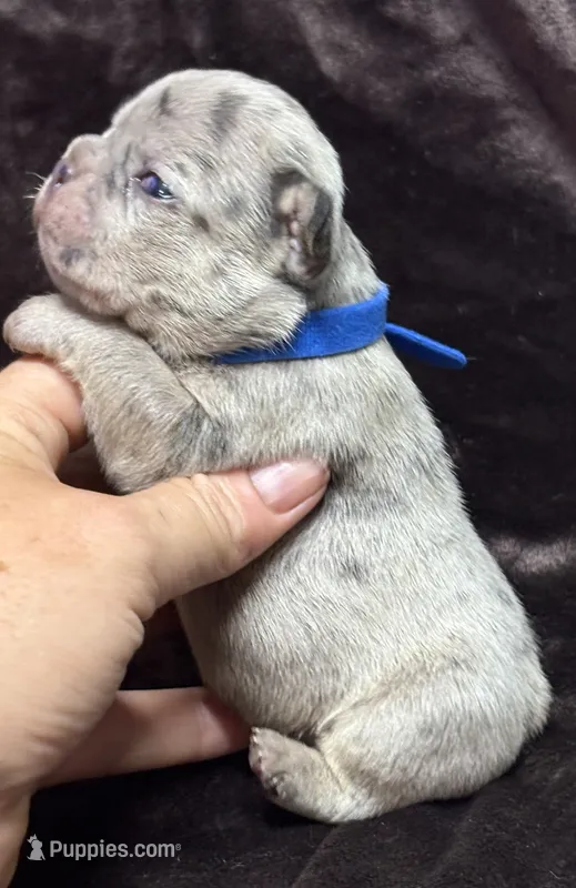 Giovanni  – French Bulldog puppy for sale in Rockford, IL