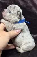 Giovanni , a male French Bulldog for sale in Rockford, IL – 1 of 7