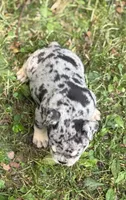 Mindy, a female English Bulldog for sale in Rockford, IL – 4 of 5