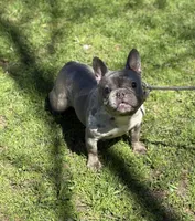 Misha, a female French Bulldog for sale in Rockford, IL – 7 of 8