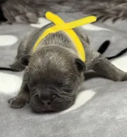 Sammy, a male French Bulldog for sale in Rockford, IL – 3 of 7