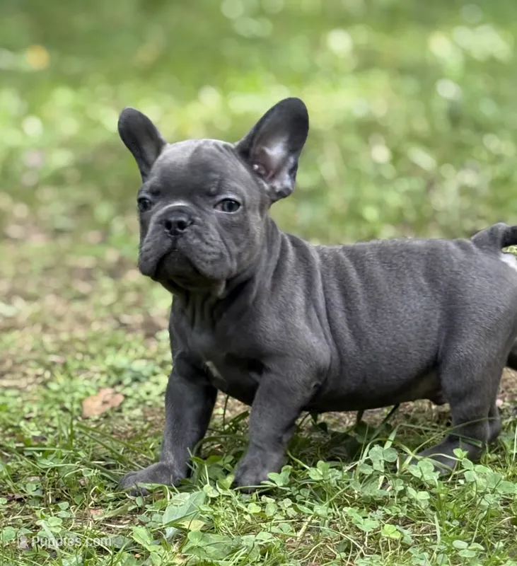 Brutus  – French Bulldog puppy for sale in Rockford, IL