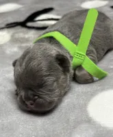 Little Frankie, a male French Bulldog for sale in Rockford, IL – 6 of 7