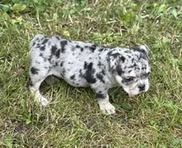 Mindy, a female English Bulldog for sale in Rockford, IL – 5 of 5