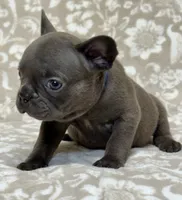 Brutus , a male French Bulldog for sale in Rockford, IL – 6 of 8