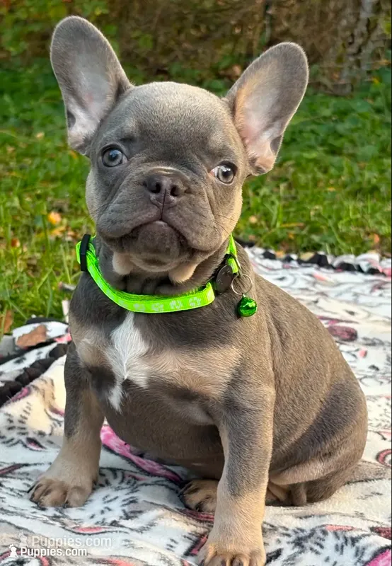 PEE WEE – French Bulldog puppy for sale in Rockford, IL