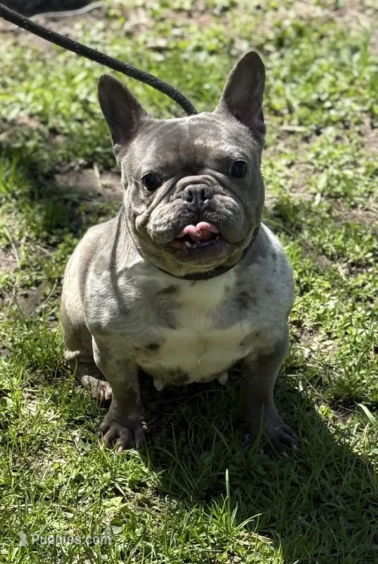 MISHA  – French Bulldog puppy for sale in Rockford, IL