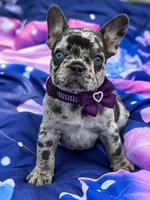 CHANEL, a female French Bulldog for sale in Rockford, IL – 4 of 4