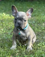 SAMMY, a male French Bulldog for sale in Rockford, IL – 1 of 1