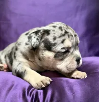 Mindy, a female English Bulldog for sale in Rockford, IL – 5 of 5