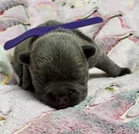 WILLOW, a female French Bulldog for sale in Rockford, IL – 3 of 10
