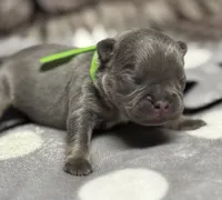 Little Frankie, a male French Bulldog for sale in Rockford, IL – 5 of 7